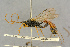  ( - BC-ZSM-HYM-27443-C04)  @11 [ ] CreativeCommons - Attribution Non-Commercial Share-Alike (2016) SNSB, Staatliche Naturwissenschaftliche Sammlungen Bayerns ZSM (SNSB, Zoologische Staatssammlung Muenchen)