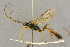  ( - BC-ZSM-HYM-27443-C05)  @11 [ ] CreativeCommons - Attribution Non-Commercial Share-Alike (2016) SNSB, Staatliche Naturwissenschaftliche Sammlungen Bayerns ZSM (SNSB, Zoologische Staatssammlung Muenchen)