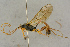  ( - BC-ZSM-HYM-27443-D03)  @11 [ ] CreativeCommons - Attribution Non-Commercial Share-Alike (2016) SNSB, Staatliche Naturwissenschaftliche Sammlungen Bayerns ZSM (SNSB, Zoologische Staatssammlung Muenchen)