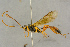  ( - BC-ZSM-HYM-27443-D04)  @11 [ ] CreativeCommons - Attribution Non-Commercial Share-Alike (2016) SNSB, Staatliche Naturwissenschaftliche Sammlungen Bayerns ZSM (SNSB, Zoologische Staatssammlung Muenchen)