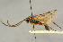  ( - BC-ZSM-HYM-27443-E02)  @11 [ ] CreativeCommons - Attribution Non-Commercial Share-Alike (2016) SNSB, Staatliche Naturwissenschaftliche Sammlungen Bayerns ZSM (SNSB, Zoologische Staatssammlung Muenchen)