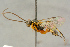  ( - BC-ZSM-HYM-27443-E03)  @11 [ ] CreativeCommons - Attribution Non-Commercial Share-Alike (2016) SNSB, Staatliche Naturwissenschaftliche Sammlungen Bayerns ZSM (SNSB, Zoologische Staatssammlung Muenchen)