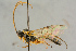  ( - BC-ZSM-HYM-27443-E04)  @11 [ ] CreativeCommons - Attribution Non-Commercial Share-Alike (2016) SNSB, Staatliche Naturwissenschaftliche Sammlungen Bayerns ZSM (SNSB, Zoologische Staatssammlung Muenchen)