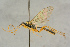  ( - BC-ZSM-HYM-27443-E05)  @11 [ ] CreativeCommons - Attribution Non-Commercial Share-Alike (2016) SNSB, Staatliche Naturwissenschaftliche Sammlungen Bayerns ZSM (SNSB, Zoologische Staatssammlung Muenchen)