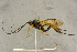 ( - BC-ZSM-HYM-27444-C04)  @11 [ ] CreativeCommons - Attribution Non-Commercial Share-Alike (2016) SNSB, Staatliche Naturwissenschaftliche Sammlungen Bayerns ZSM (SNSB, Zoologische Staatssammlung Muenchen)