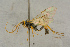  ( - BC-ZSM-HYM-27444-C05)  @11 [ ] CreativeCommons - Attribution Non-Commercial Share-Alike (2016) SNSB, Staatliche Naturwissenschaftliche Sammlungen Bayerns ZSM (SNSB, Zoologische Staatssammlung Muenchen)