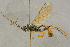  ( - BC-ZSM-HYM-27444-D02)  @11 [ ] CreativeCommons - Attribution Non-Commercial Share-Alike (2016) SNSB, Staatliche Naturwissenschaftliche Sammlungen Bayerns ZSM (SNSB, Zoologische Staatssammlung Muenchen)