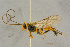  ( - BC-ZSM-HYM-27444-D04)  @11 [ ] CreativeCommons - Attribution Non-Commercial Share-Alike (2016) SNSB, Staatliche Naturwissenschaftliche Sammlungen Bayerns ZSM (SNSB, Zoologische Staatssammlung Muenchen)