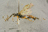  ( - BC-ZSM-HYM-27444-D10)  @11 [ ] CreativeCommons - Attribution Non-Commercial Share-Alike (2016) SNSB, Staatliche Naturwissenschaftliche Sammlungen Bayerns ZSM (SNSB, Zoologische Staatssammlung Muenchen)