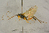  ( - BC-ZSM-HYM-27444-E02)  @11 [ ] CreativeCommons - Attribution Non-Commercial Share-Alike (2016) SNSB, Staatliche Naturwissenschaftliche Sammlungen Bayerns ZSM (SNSB, Zoologische Staatssammlung Muenchen)
