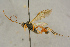  (Barytarbes flavicornis - BC-ZSM-HYM-27444-F06)  @14 [ ] CreativeCommons - Attribution Non-Commercial Share-Alike (2016) SNSB, Staatliche Naturwissenschaftliche Sammlungen Bayerns ZSM (SNSB, Zoologische Staatssammlung Muenchen)