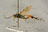  ( - BC-ZSM-HYM-27444-F07)  @13 [ ] CreativeCommons - Attribution Non-Commercial Share-Alike (2016) SNSB, Staatliche Naturwissenschaftliche Sammlungen Bayerns ZSM (SNSB, Zoologische Staatssammlung Muenchen)