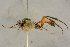  ( - BC-ZSM-HYM-27444-F08)  @11 [ ] CreativeCommons - Attribution Non-Commercial Share-Alike (2016) SNSB, Staatliche Naturwissenschaftliche Sammlungen Bayerns ZSM (SNSB, Zoologische Staatssammlung Muenchen)