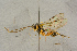  ( - BC-ZSM-HYM-27444-F09)  @11 [ ] CreativeCommons - Attribution Non-Commercial Share-Alike (2016) SNSB, Staatliche Naturwissenschaftliche Sammlungen Bayerns ZSM (SNSB, Zoologische Staatssammlung Muenchen)