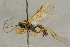  ( - BC-ZSM-HYM-27445-A11)  @11 [ ] CreativeCommons - Attribution Non-Commercial Share-Alike (2016) SNSB, Staatliche Naturwissenschaftliche Sammlungen Bayerns ZSM (SNSB, Zoologische Staatssammlung Muenchen)