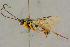  ( - BC-ZSM-HYM-27445-B03)  @11 [ ] CreativeCommons - Attribution Non-Commercial Share-Alike (2016) SNSB, Staatliche Naturwissenschaftliche Sammlungen Bayerns ZSM (SNSB, Zoologische Staatssammlung Muenchen)