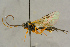  ( - BC-ZSM-HYM-27445-B08)  @11 [ ] CreativeCommons - Attribution Non-Commercial Share-Alike (2016) SNSB, Staatliche Naturwissenschaftliche Sammlungen Bayerns ZSM (SNSB, Zoologische Staatssammlung Muenchen)