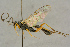  ( - BC-ZSM-HYM-27445-D08)  @11 [ ] CreativeCommons - Attribution Non-Commercial Share-Alike (2016) SNSB, Staatliche Naturwissenschaftliche Sammlungen Bayerns ZSM (SNSB, Zoologische Staatssammlung Muenchen)