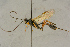  ( - BC-ZSM-HYM-27445-E01)  @11 [ ] CreativeCommons - Attribution Non-Commercial Share-Alike (2016) SNSB, Staatliche Naturwissenschaftliche Sammlungen Bayerns ZSM (SNSB, Zoologische Staatssammlung Muenchen)