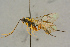  ( - BC-ZSM-HYM-27445-E03)  @11 [ ] CreativeCommons - Attribution Non-Commercial Share-Alike (2016) SNSB, Staatliche Naturwissenschaftliche Sammlungen Bayerns ZSM (SNSB, Zoologische Staatssammlung Muenchen)