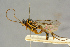  ( - BC-ZSM-HYM-27445-E05)  @11 [ ] CreativeCommons - Attribution Non-Commercial Share-Alike (2016) SNSB, Staatliche Naturwissenschaftliche Sammlungen Bayerns ZSM (SNSB, Zoologische Staatssammlung Muenchen)