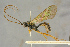  ( - BC-ZSM-HYM-27445-G03)  @11 [ ] CreativeCommons - Attribution Non-Commercial Share-Alike (2016) SNSB, Staatliche Naturwissenschaftliche Sammlungen Bayerns ZSM (SNSB, Zoologische Staatssammlung Muenchen)