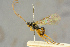  ( - BC-ZSM-HYM-27445-H03)  @11 [ ] CreativeCommons - Attribution Non-Commercial Share-Alike (2016) SNSB, Staatliche Naturwissenschaftliche Sammlungen Bayerns ZSM (SNSB, Zoologische Staatssammlung Muenchen)