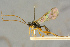  ( - BC-ZSM-HYM-27445-H04)  @11 [ ] CreativeCommons - Attribution Non-Commercial Share-Alike (2016) SNSB, Staatliche Naturwissenschaftliche Sammlungen Bayerns ZSM (SNSB, Zoologische Staatssammlung Muenchen)