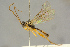  ( - BC-ZSM-HYM-27445-H05)  @11 [ ] CreativeCommons - Attribution Non-Commercial Share-Alike (2016) SNSB, Staatliche Naturwissenschaftliche Sammlungen Bayerns ZSM (SNSB, Zoologische Staatssammlung Muenchen)