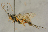  ( - BC-ZSM-HYM-27445-H11)  @11 [ ] CreativeCommons - Attribution Non-Commercial Share-Alike (2016) SNSB, Staatliche Naturwissenschaftliche Sammlungen Bayerns ZSM (SNSB, Zoologische Staatssammlung Muenchen)