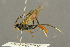  ( - BC-ZSM-HYM-27451-A01)  @13 [ ] CreativeCommons - Attribution Non-Commercial Share-Alike (2016) SNSB, Staatliche Naturwissenschaftliche Sammlungen Bayerns ZSM (SNSB, Zoologische Staatssammlung Muenchen)