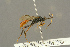 ( - BC-ZSM-HYM-27451-A02)  @13 [ ] CreativeCommons - Attribution Non-Commercial Share-Alike (2016) SNSB, Staatliche Naturwissenschaftliche Sammlungen Bayerns ZSM (SNSB, Zoologische Staatssammlung Muenchen)