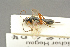  ( - BC-ZSM-HYM-27451-A06)  @12 [ ] CreativeCommons - Attribution Non-Commercial Share-Alike (2016) SNSB, Staatliche Naturwissenschaftliche Sammlungen Bayerns ZSM (SNSB, Zoologische Staatssammlung Muenchen)