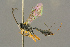  ( - BC-ZSM-HYM-27451-B03)  @11 [ ] CreativeCommons - Attribution Non-Commercial Share-Alike (2016) SNSB, Staatliche Naturwissenschaftliche Sammlungen Bayerns ZSM (SNSB, Zoologische Staatssammlung Muenchen)