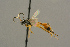  ( - BC-ZSM-HYM-27451-B12)  @11 [ ] CreativeCommons - Attribution Non-Commercial Share-Alike (2016) SNSB, Staatliche Naturwissenschaftliche Sammlungen Bayerns ZSM (SNSB, Zoologische Staatssammlung Muenchen)