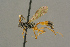  ( - BC-ZSM-HYM-27451-C01)  @11 [ ] CreativeCommons - Attribution Non-Commercial Share-Alike (2016) SNSB, Staatliche Naturwissenschaftliche Sammlungen Bayerns ZSM (SNSB, Zoologische Staatssammlung Muenchen)