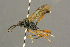  ( - BC-ZSM-HYM-27451-C02)  @13 [ ] CreativeCommons - Attribution Non-Commercial Share-Alike (2016) SNSB, Staatliche Naturwissenschaftliche Sammlungen Bayerns ZSM (SNSB, Zoologische Staatssammlung Muenchen)