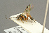  (Dichrogaster modesta - BC-ZSM-HYM-27451-C05)  @14 [ ] CreativeCommons - Attribution Non-Commercial Share-Alike (2016) SNSB, Staatliche Naturwissenschaftliche Sammlungen Bayerns ZSM (SNSB, Zoologische Staatssammlung Muenchen)