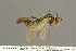  ( - BC-ZSM-HYM-27451-C10)  @13 [ ] CreativeCommons - Attribution Non-Commercial Share-Alike (2016) SNSB, Staatliche Naturwissenschaftliche Sammlungen Bayerns ZSM (SNSB, Zoologische Staatssammlung Muenchen)