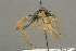  ( - BC-ZSM-HYM-27451-C11)  @13 [ ] CreativeCommons - Attribution Non-Commercial Share-Alike (2016) SNSB, Staatliche Naturwissenschaftliche Sammlungen Bayerns ZSM (SNSB, Zoologische Staatssammlung Muenchen)