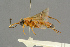  ( - BC-ZSM-HYM-27451-D02)  @11 [ ] CreativeCommons - Attribution Non-Commercial Share-Alike (2016) SNSB, Staatliche Naturwissenschaftliche Sammlungen Bayerns ZSM (SNSB, Zoologische Staatssammlung Muenchen)