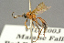  ( - BC-ZSM-HYM-27451-D03)  @11 [ ] CreativeCommons - Attribution Non-Commercial Share-Alike (2016) SNSB, Staatliche Naturwissenschaftliche Sammlungen Bayerns ZSM (SNSB, Zoologische Staatssammlung Muenchen)