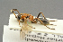  (Aptesis flagiator - BC-ZSM-HYM-27451-D04)  @15 [ ] CreativeCommons - Attribution Non-Commercial Share-Alike (2016) SNSB, Staatliche Naturwissenschaftliche Sammlungen Bayerns ZSM (SNSB, Zoologische Staatssammlung Muenchen)