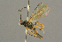  ( - BC-ZSM-HYM-27451-E02)  @11 [ ] CreativeCommons - Attribution Non-Commercial Share-Alike (2016) SNSB, Staatliche Naturwissenschaftliche Sammlungen Bayerns ZSM (SNSB, Zoologische Staatssammlung Muenchen)