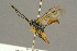  ( - BC-ZSM-HYM-27451-E03)  @13 [ ] CreativeCommons - Attribution Non-Commercial Share-Alike (2016) SNSB, Staatliche Naturwissenschaftliche Sammlungen Bayerns ZSM (SNSB, Zoologische Staatssammlung Muenchen)