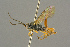  (Aptesis nigricollis - BC-ZSM-HYM-27451-E08)  @14 [ ] CreativeCommons - Attribution Non-Commercial Share-Alike (2016) SNSB, Staatliche Naturwissenschaftliche Sammlungen Bayerns ZSM (SNSB, Zoologische Staatssammlung Muenchen)