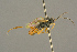 ( - BC-ZSM-HYM-27451-E09)  @13 [ ] CreativeCommons - Attribution Non-Commercial Share-Alike (2016) SNSB, Staatliche Naturwissenschaftliche Sammlungen Bayerns ZSM (SNSB, Zoologische Staatssammlung Muenchen)