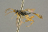 ( - BC-ZSM-HYM-27451-F12)  @11 [ ] CreativeCommons - Attribution Non-Commercial Share-Alike (2016) SNSB, Staatliche Naturwissenschaftliche Sammlungen Bayerns ZSM (SNSB, Zoologische Staatssammlung Muenchen)