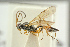  ( - BC-ZSM-HYM-27451-G01)  @11 [ ] CreativeCommons - Attribution Non-Commercial Share-Alike (2016) SNSB, Staatliche Naturwissenschaftliche Sammlungen Bayerns ZSM (SNSB, Zoologische Staatssammlung Muenchen)