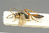  ( - BC-ZSM-HYM-27451-G02)  @11 [ ] CreativeCommons - Attribution Non-Commercial Share-Alike (2016) SNSB, Staatliche Naturwissenschaftliche Sammlungen Bayerns ZSM (SNSB, Zoologische Staatssammlung Muenchen)
